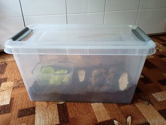 Darujem africké slimáky - 5