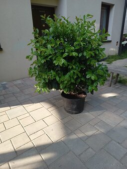 Prunus - živý plot - 5