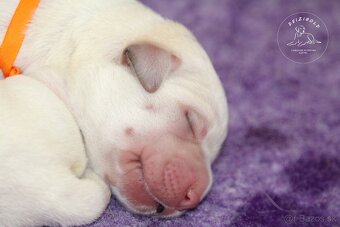 Labrador retriever  s rodokmeňom pôvodu - 5