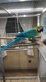 💛💙💛💙mláďatká Ara Ararauna 💛💙💛💙 - 5