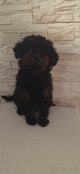 Pudel Trpasličí - 5