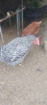 Svedska kvetina,Amrox,Australorpka - 5