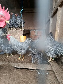 Násadové vajcia - 5