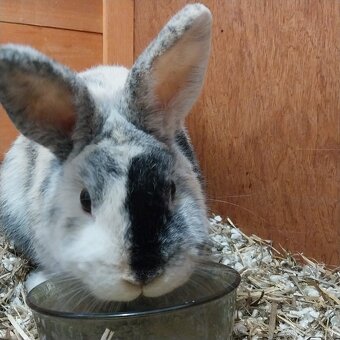 Predám zakrslého králika - 5