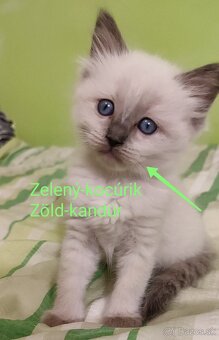 Ragdoll mačičky bez PP - 5