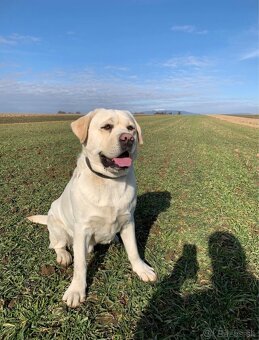Labrador s PP na krytie - 5