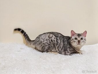 Na predaj strieborná bengálska mačka. - 5