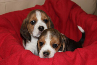 Beagle - szczeniaczki ZKwP - 5