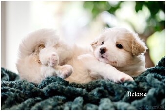 Border Collie Border Kolia s PP FCI barva ee red - 5