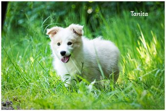 Border Collie Border Kolia s PP FCI barva ee red - 5