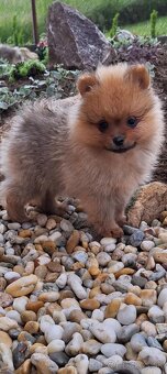 Oranžový špic -Pomeranian - 5