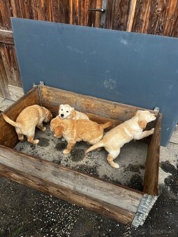 Zlatý Retriever - 5