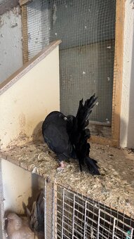 Holuby - Páviky - 5