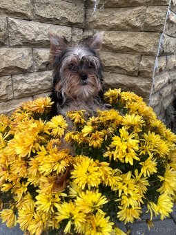 Yorkshirsky terier, yorkshirsky terier mini, biewer - 5