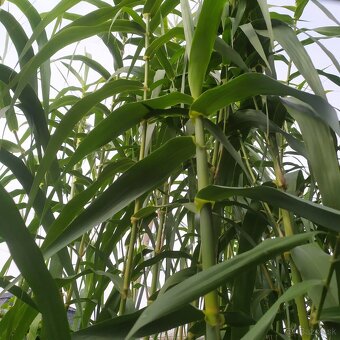 Predám BAMBUS, Bambusovú hľúzu - 5