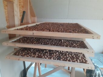 Vlašské orechy lúpané bio kvalita - 5