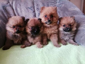 Oranžový špic-pomeranian - 5