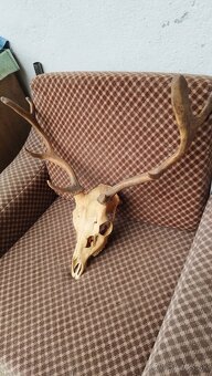 Predám trofej Daniela parožie zhody trofeje. - 5