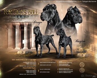 Kvalitné šteniatko Cane Corso - 5