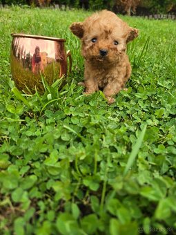 Krásne šteniatka Maltipoo - mini VIP sučka - 5