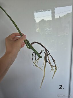 Monstera Albo Variegata - odrezok - 5