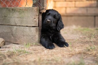 Flat coated retriever - štěňátka s PP se zajímavým rodokmene - 5