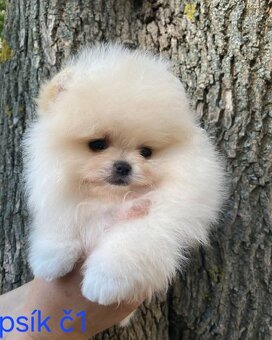 Pomeranian mini - 5