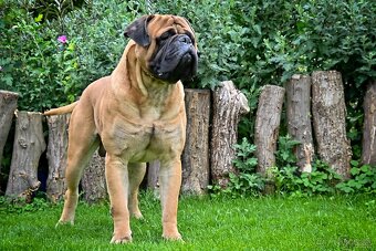 Bullmastiff, Bullmastif, Bulmastif štěňátka s PP - 5
