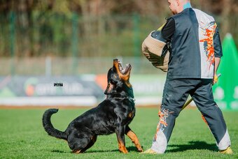 RTW rotvajler šteniatka - 5