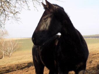 Čierny QH valach - 5