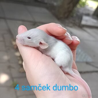 ❤ Exkluzívne dumbo, velveteen, rex potkaníky - 5