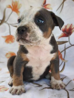 American Bully - 5