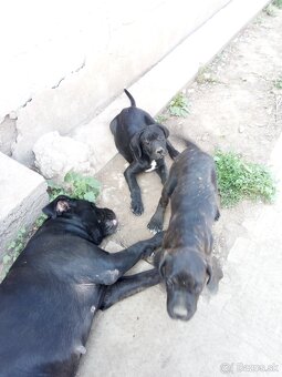 Cane Corso - 5