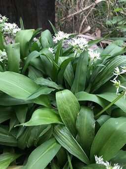 Predám MEDVEDÍ CESNAK - 5