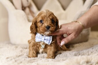 Cavapoo F1 psík hľadá milujúci domov - 5
