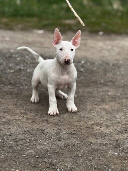 Miniatúrny Bulterier , bullterrier s pp - 5