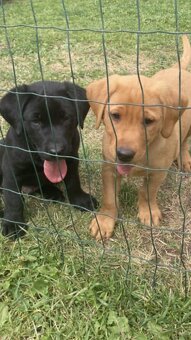 Labrador - 5