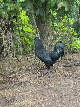 Ayam cemani - 5