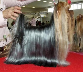 YORKSHIRE TERRIER s PP rodokmenom - yorkshirsky terier - 5