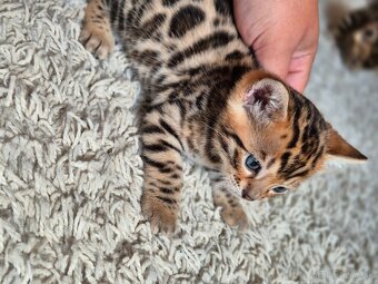 Prémiové bengálske mačiatko - 5