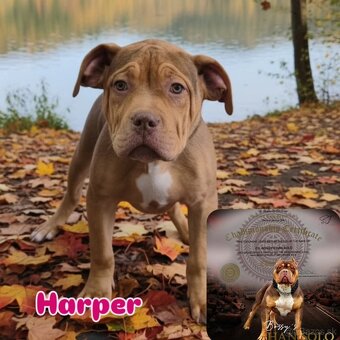 American bully - 5