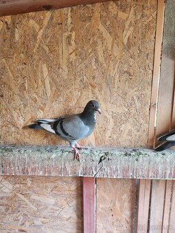 Predám poštové holuby - 5