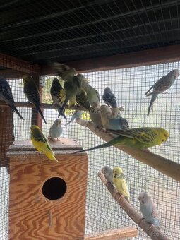 Andulky z volieri - 5