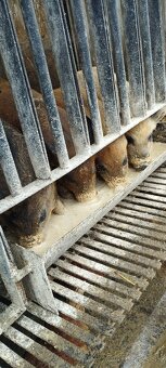 Durok,presticky,mangalica - 5