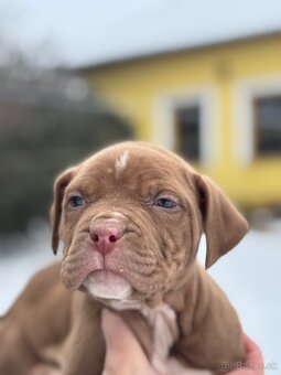 American bully xl - 5