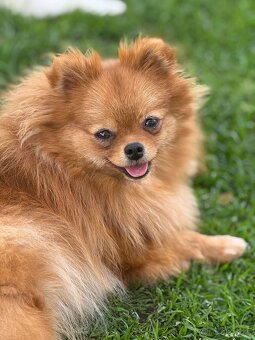Pomeranian s PP - 5