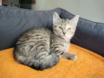 Darujem priateľské a hravé mačiatka - 5