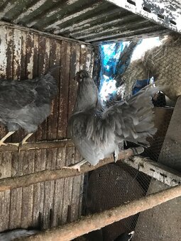 Araucana levander - 5
