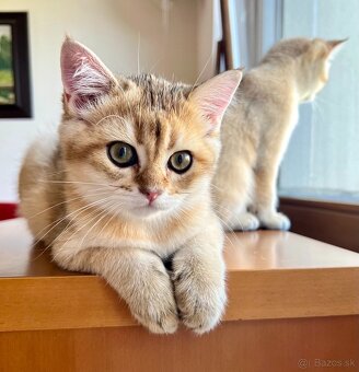 Scottish Straight v zlatej farbe - 5