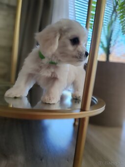 Maltezák šteniatko - 5